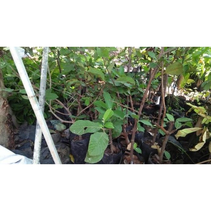 POHON BIBIT TANAMAN BUAH JAMBU BIJI SIUMIK PALA CANGKOK BISA COD