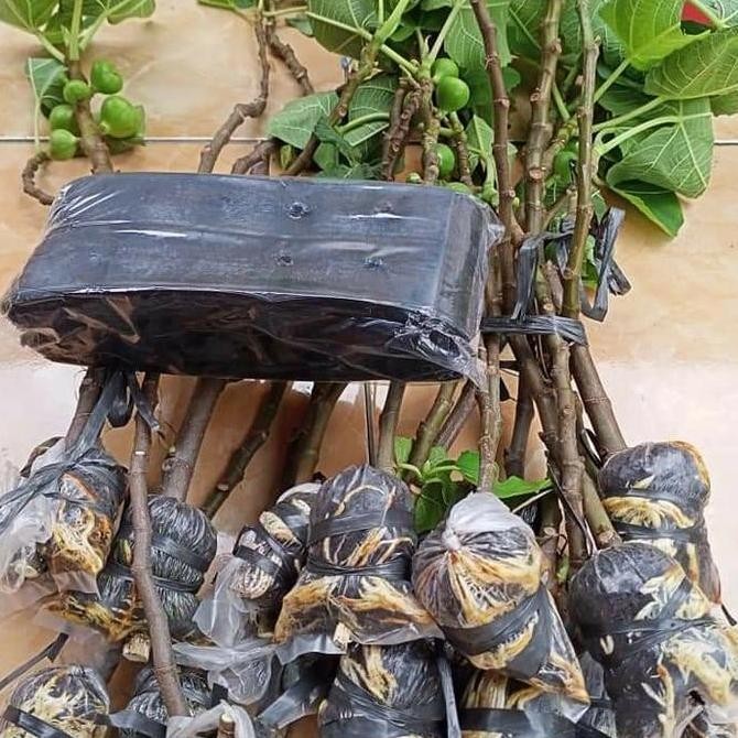 Tanaman buah Bibit pohon buah tin LSU Gold buah jumbo BISA COD