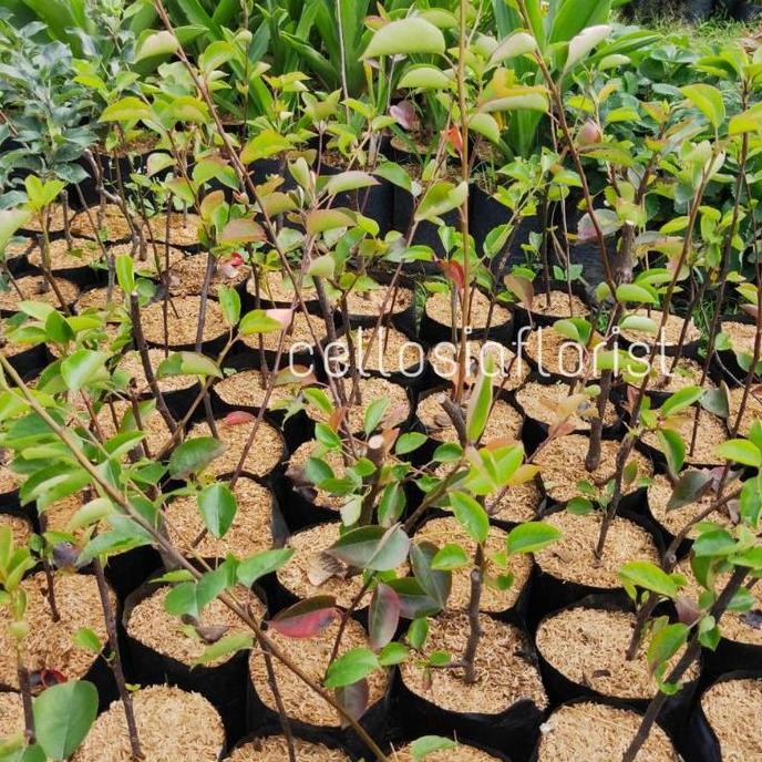 Bibit Tanaman Buah Pir Kuning Cangkok Lebih Cepat Berbuah Pohon Hidup BISA COD