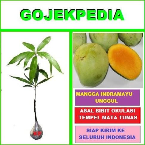Bibit Mangga Indramayu Pohon Mangga Indramayu Buah Mangga Indramayu a BISA COD