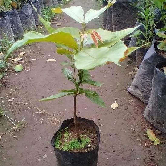 Bibit matoa / Pohon matoa / Buah matoa AA55 BISA COD