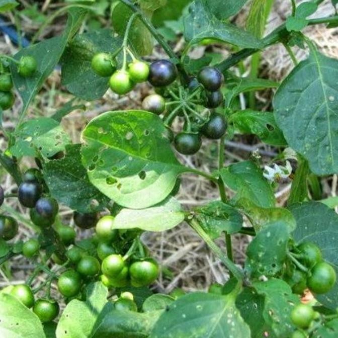 Pohon Leunca/Ranti-Bibit Tanaman Leunca/Buah Ranti SEGAR BISA COD