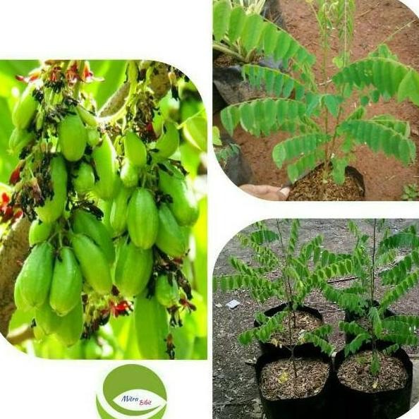 Bibit Tanaman Buah Belimbing Wuluh/Pohon Buah Belimbing Wuluh BISA COD