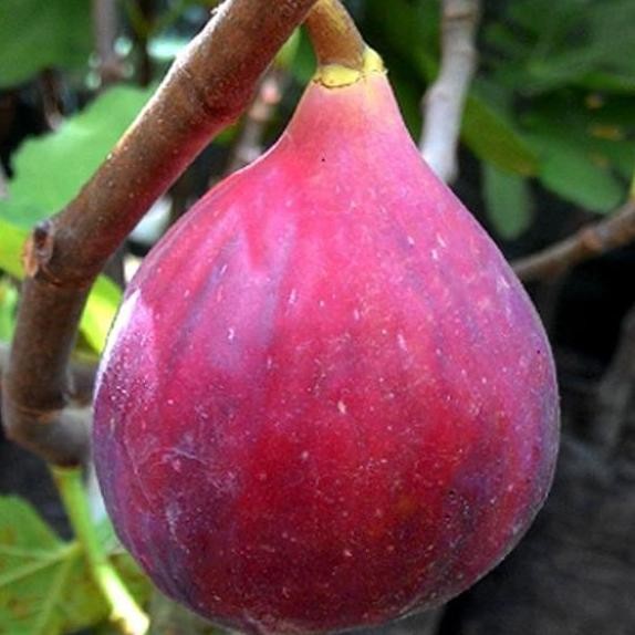 Bibit Pohon Tin Jenis Red Palestine Buah dan BISA COD