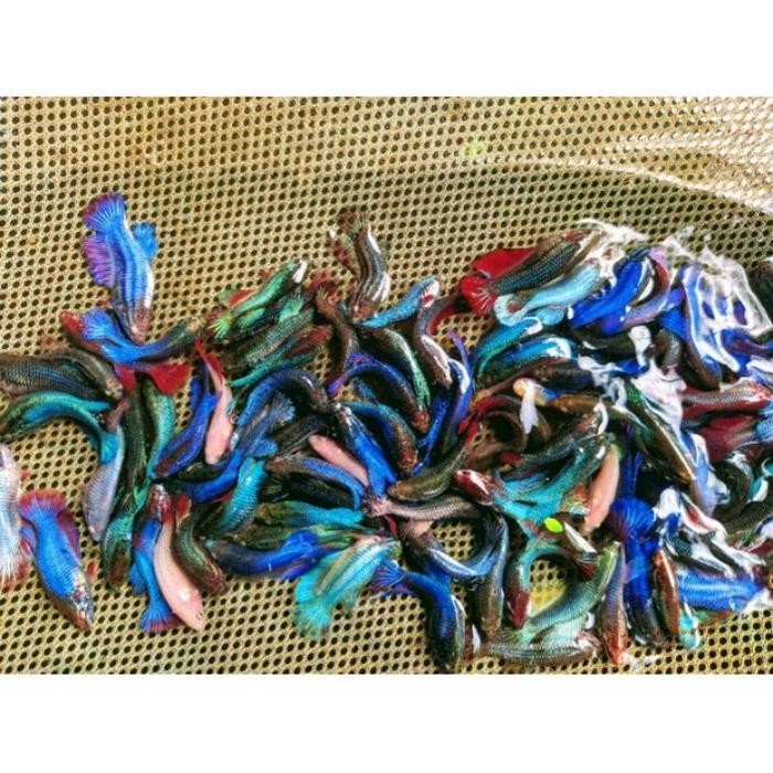 AL Ikan hias cupang halfmoon betina paketan 25 ekor