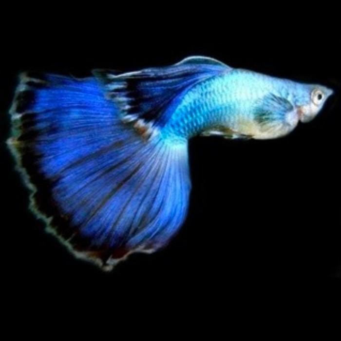 AL ikan guppy blue diamond - ikan hias air tawar - ikan hias aquascape gupy - ikan gapi gupi warna b