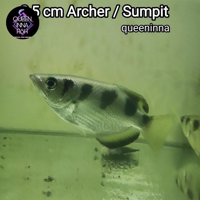 AL ikan hias archer fish / Ikan Sumpit / toxotidae / ikan pemanah