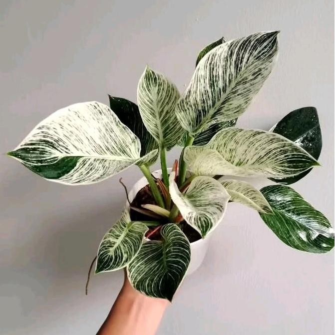 Tanaman Philodendron Birkin Ukuran | Tanaman Hias Philodendron Birkin