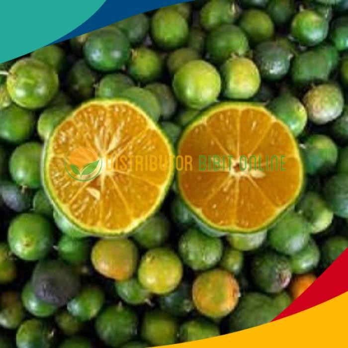 

Bibit Tanaman Buah Jeruk Kasturi