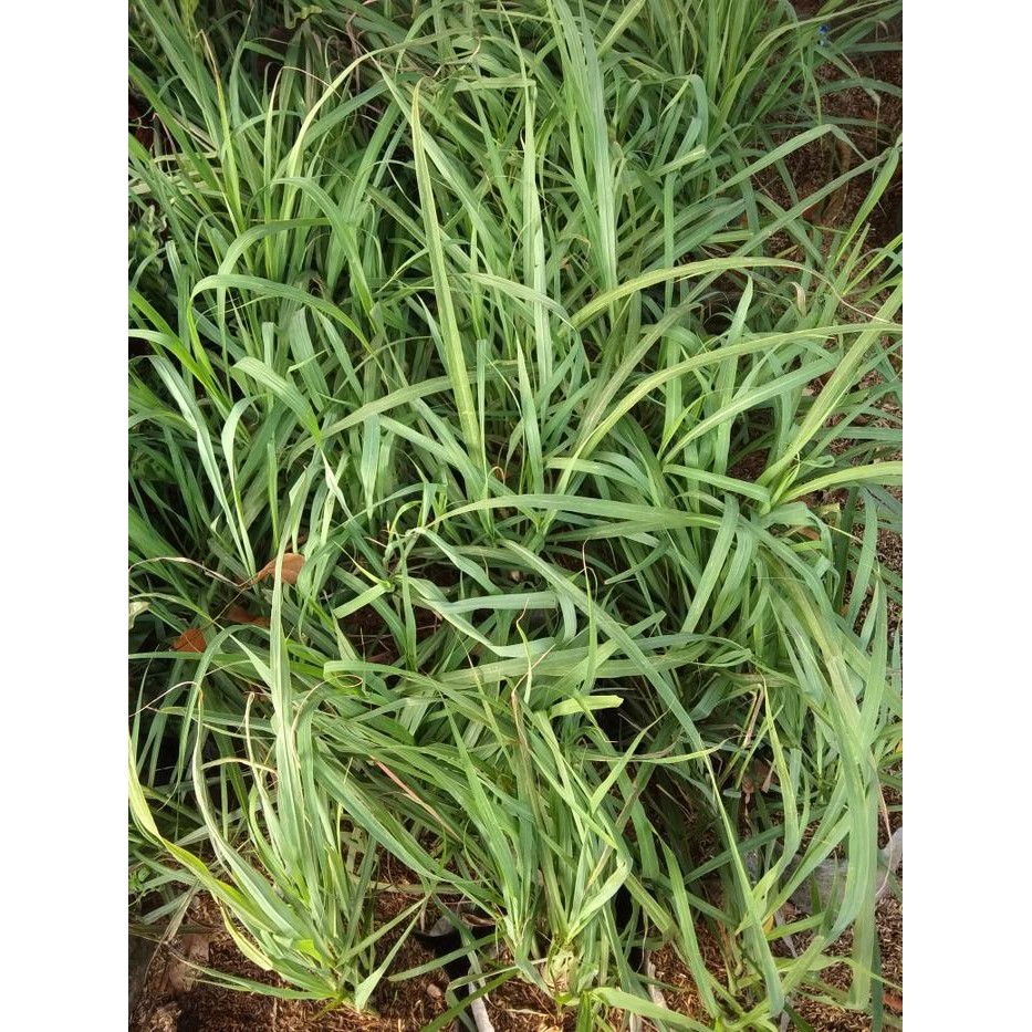 

Tanaman Sereh/ Bumbu Dapur/ Tanaman Serai