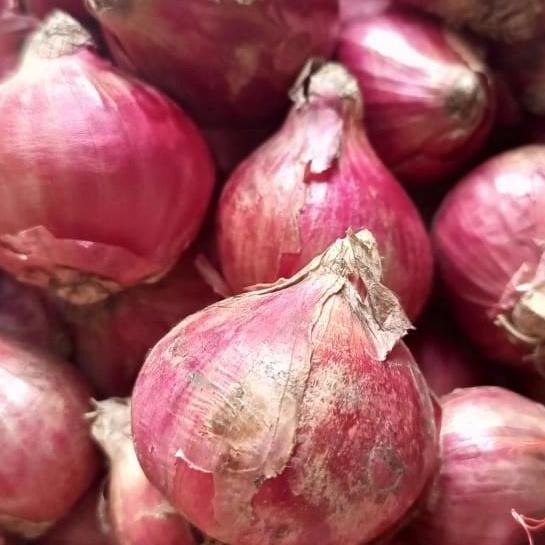 

Diskon! Bawang Batu Bulat Karet 1kg Bawang Unik Freesh Segar