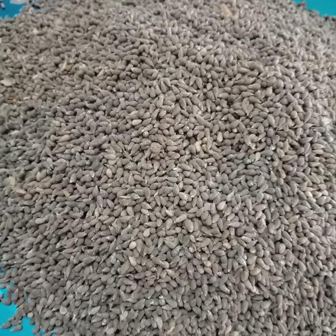 balsa 10 900 biji Bibit tanaman kayu balsa BARANG SUPER