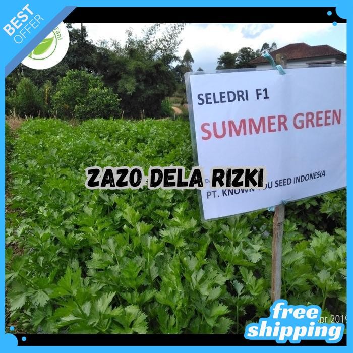 BENIH SELEDRI SUMMER GREEN (10 GR) - KNOWN YOU SEED [MURAH] BY ZAZODELARIZKI