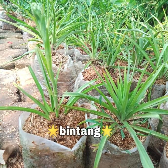 tanaman bunga sedap malam | bibit tanaman bunga sedap malam terbaru