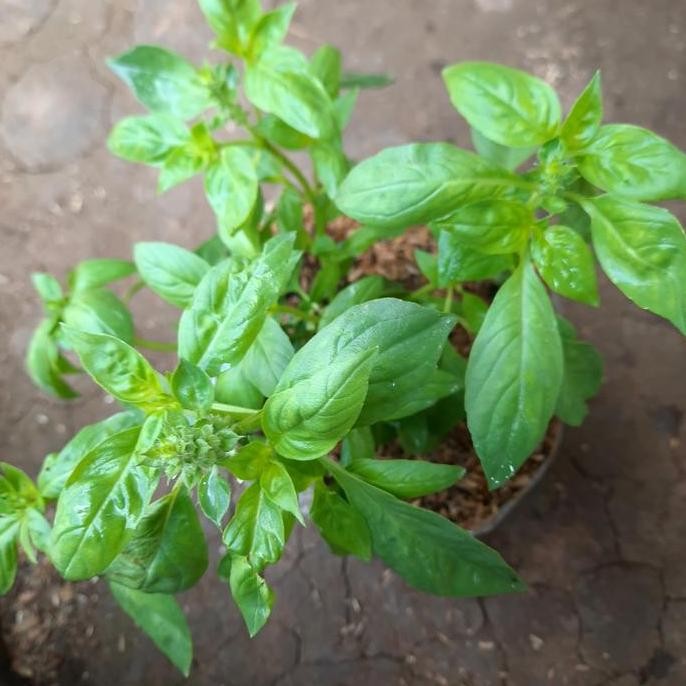 BIBIT TANAMAN KEMANGI BARANG SUPER