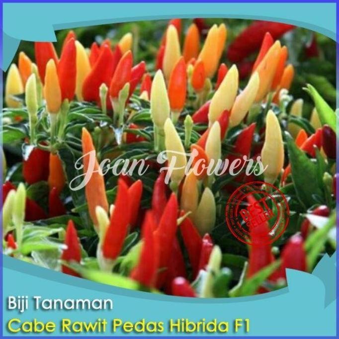 Bibit Tanaman Cabe Rit Pedas Hibrida F1 Bibit Tanaman Hias ISTIMEWA