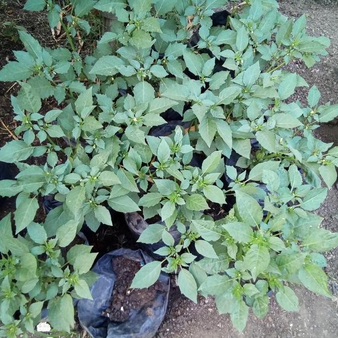 TANAMAN HERBAL BIBIT CECENDET/CIPLUKAN. terbaru