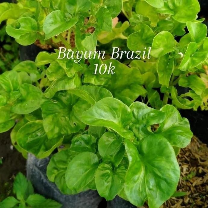 bibit tanaman bayam Bril/bayam renyah BARANG SUPER