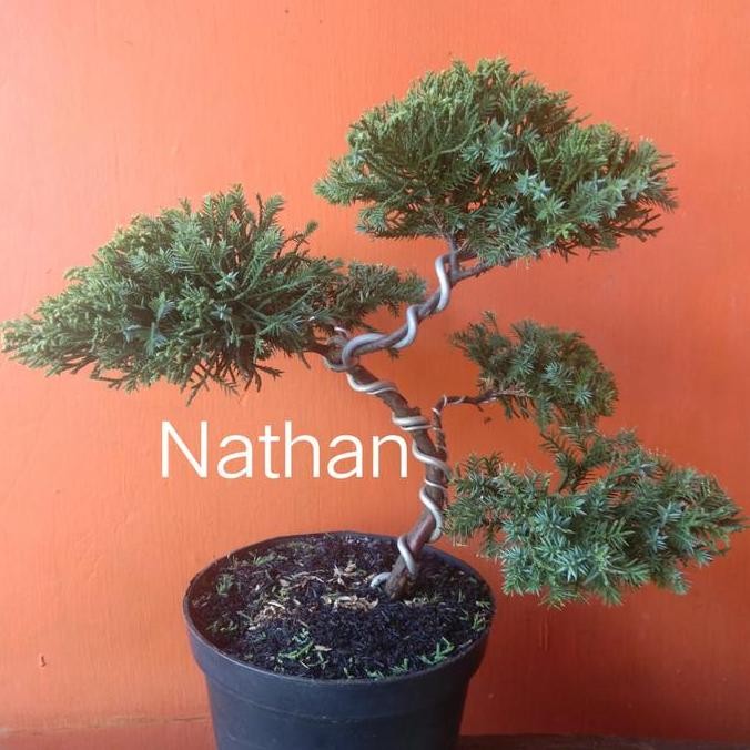 Tanaman hias pohon cemara pua pua bahan bai / bibit pohon natal ISTIMEWA