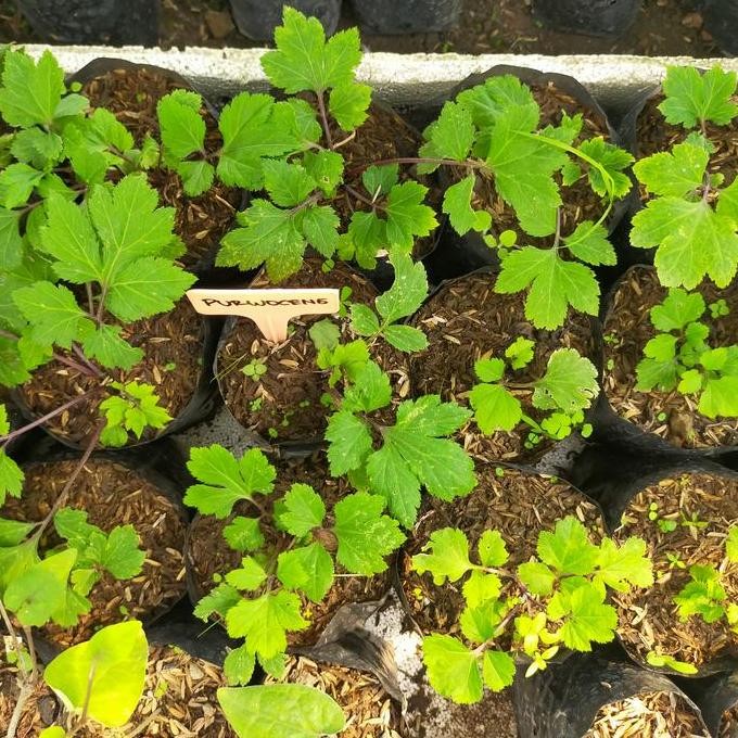 bibit tanaman purwoceng/bibit tanaman herbal terbaru