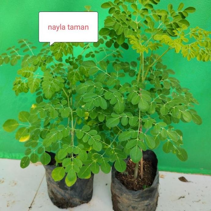 Pohon Kelor-Bibit Pohon Kelor-Tanaman Herbal Pohon Dn Kelor ISTIMEWA
