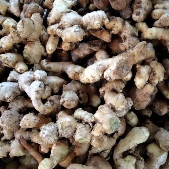 

Diskon! Jahe Putih Segar 1Kg | Jahe Fresh Asli | Ginger Root Segar Premium