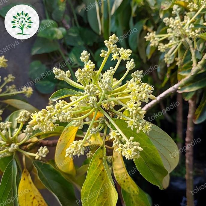 Bibit Pohon Alpukat Berbunga-Tanaman Buah Alpukat Berbunga Super PREMIUM