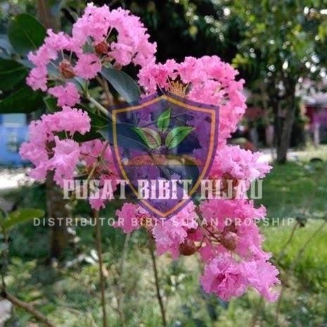 Bibit Buah Tanaman Pohon Bunga sakura asli jepang PREMIUM