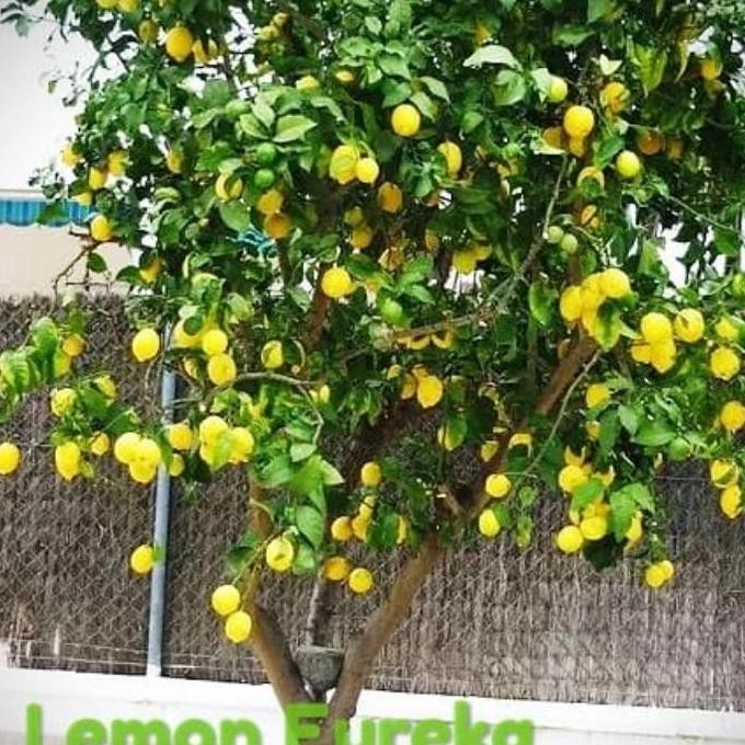 bibit buah lemon california lemon Erouka buah lemon PREMIUM