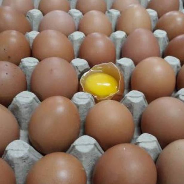 

Telur Ayam Negeri Coklat Fresh Per-Kg aSt