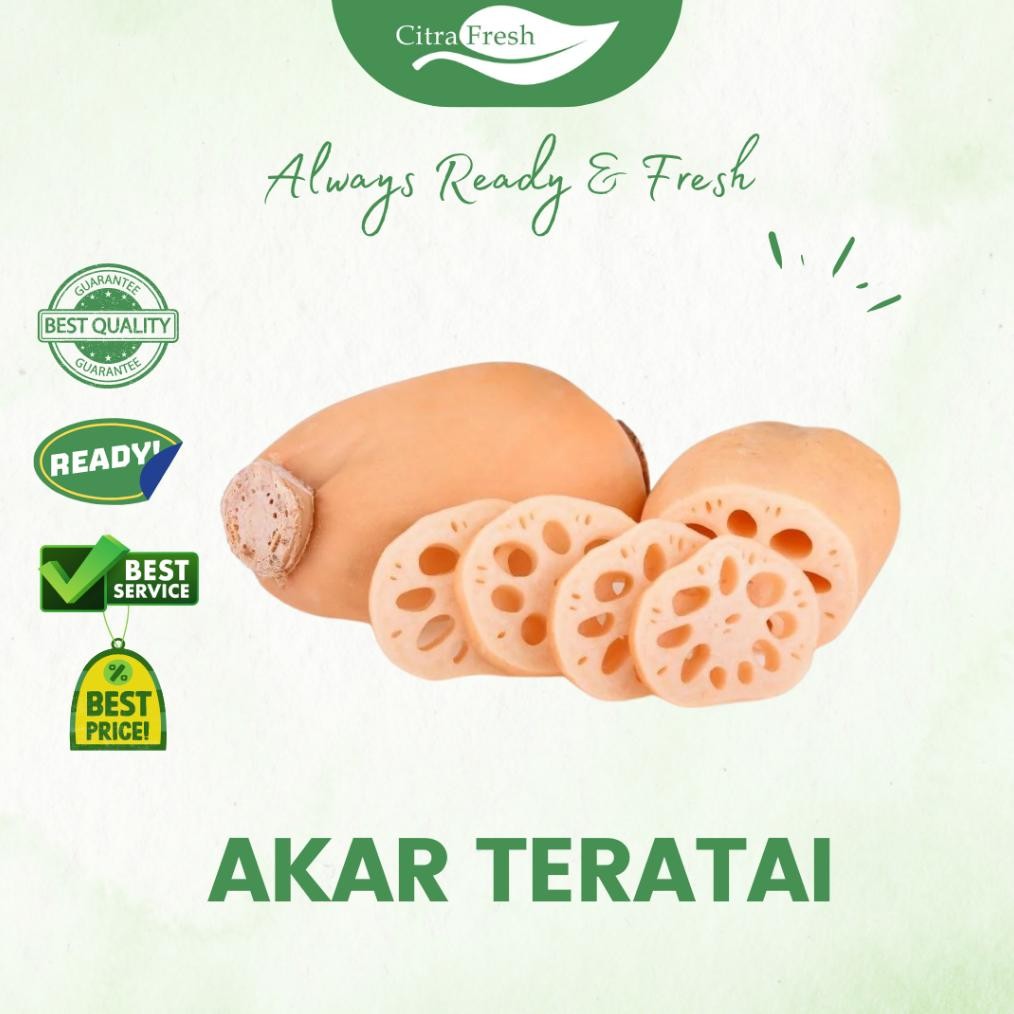 

CITRA FRESH - Akar Teratai Lotus 1 Kg - Selalu Ready dan Fresh aSt
