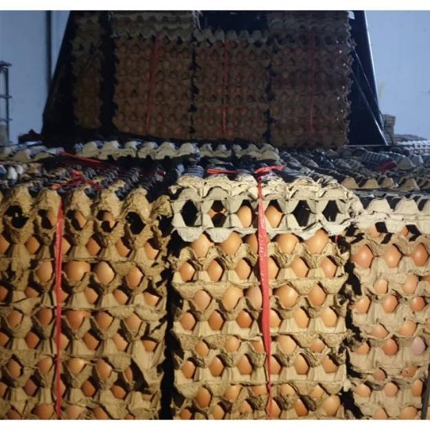 

Telur ayam negeri Perkg aSt