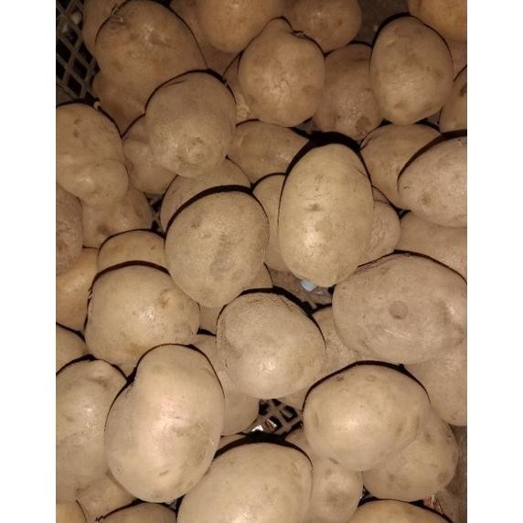 

Kentang Dieng Ukuran sedang 1kg aSt