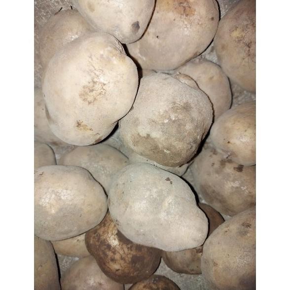 

KENTANG DIENG BESAR 1KG aSt