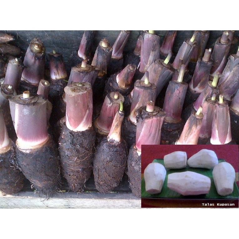 

Talas Pontianak (500 gr) aSt