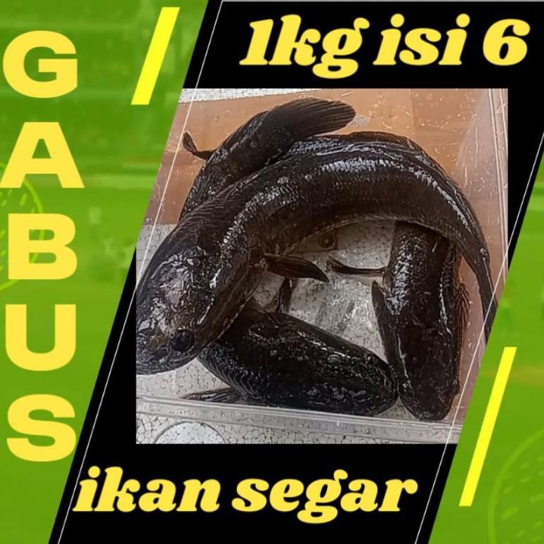 

Ikan Gabus Hidup 1kg isi 4/5 aSt