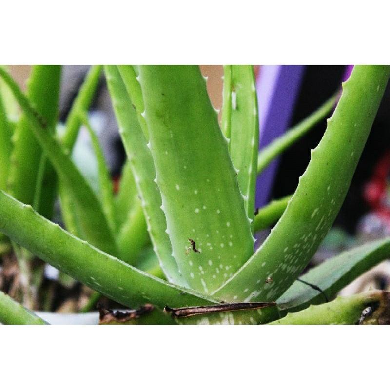 Ls Canon 4000D Kamera Dslr Wifi Mulus Jernih