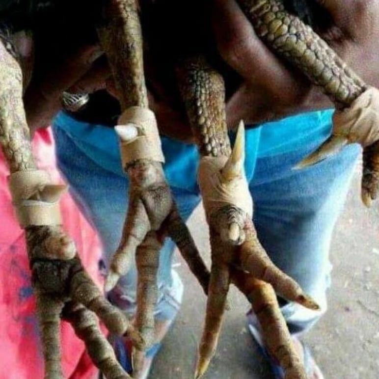 Promo Jalu Sambung Sambungan Jalu Ayam Prermium