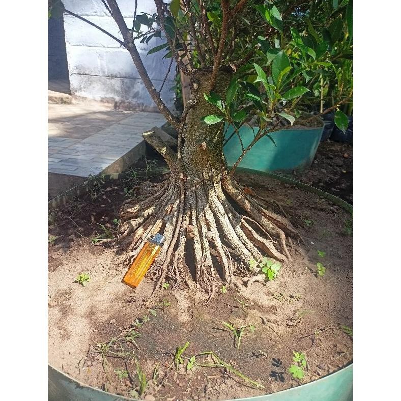 Kz_12 Kimeng Pecah Batang 8 Dan 16 He-146