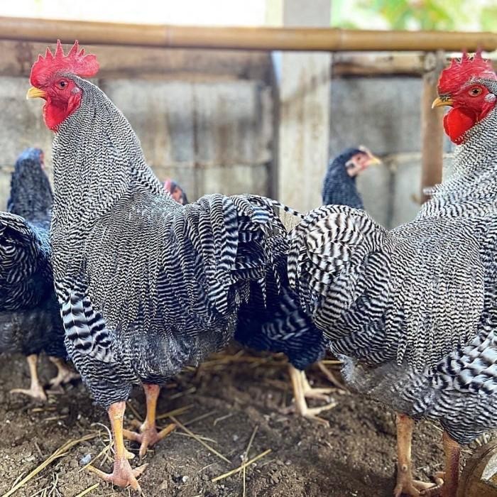 

ATS TELUR FERTIL AYAM PETELUR HANDAL BARRED ROCK ORI UNTUK DI TETASKAN