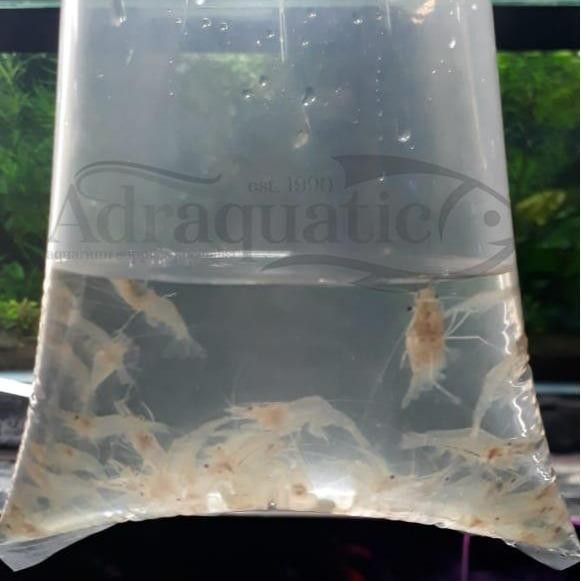 ATS UDANG HIDUP 1 BUNGKUS UNTUK PAKAN IKAN PREDATOR MAKANAN ARWANA LOUHAN