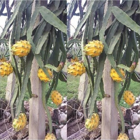 Bibit Tanaman Buah Naga Kuning/Pohon Buah Naga PREMIUM