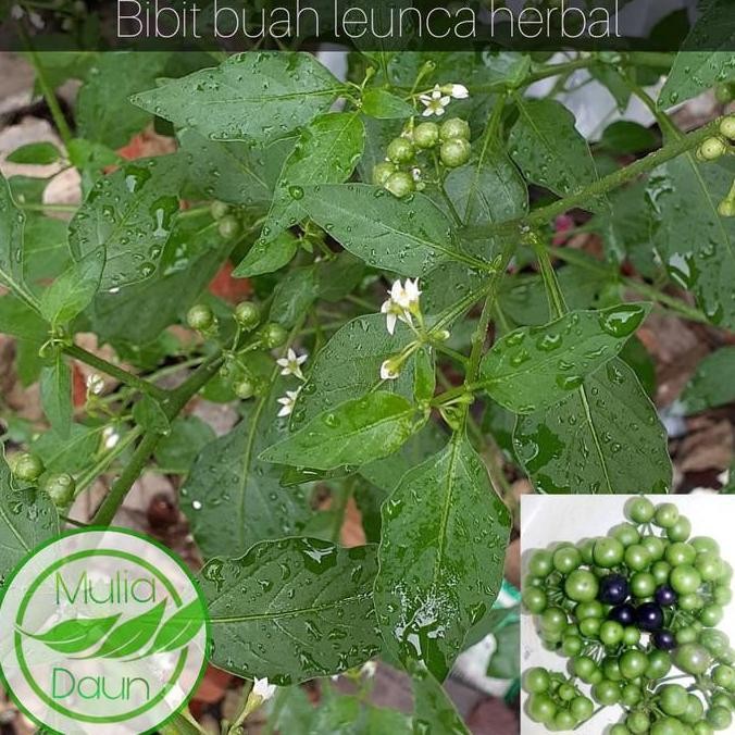 Bibit tanaman leunca/Pohon buah lenca herbal PREMIUM