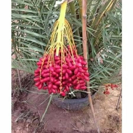 Bibit Pohon Kurma Merah / Bibit Buah Kurma Tropis Merah PREMIUM