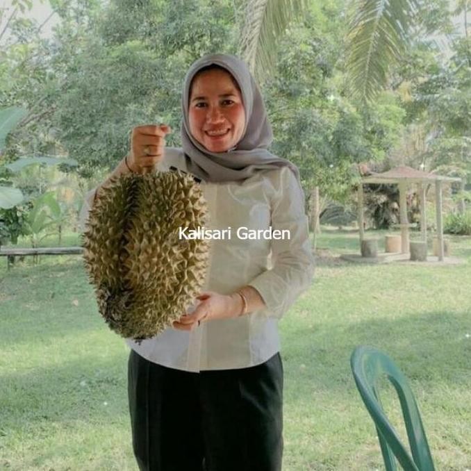 Bibit Pohon Buah Durian 1 Meter Up Kaki 3 Batang Besar cepat Berbuah PREMIUM
