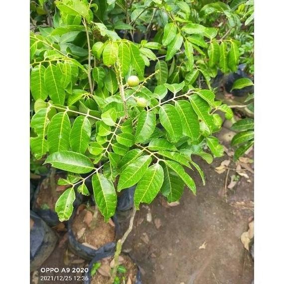 bibit buah kelengkeng bangkok sudah berbuah NON COD PREMIUM