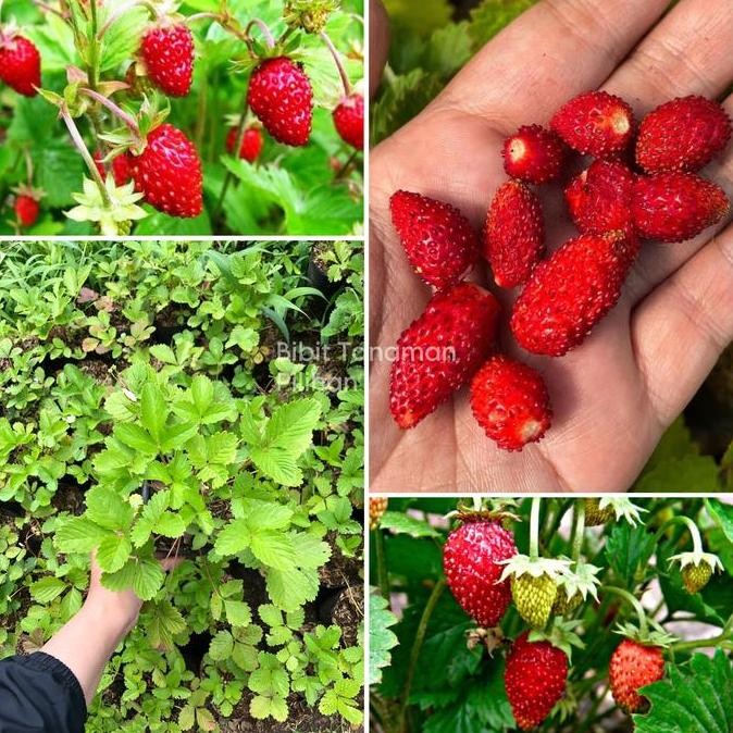 Bibit buah strberry alexandria alpine lonjong stroberi import PREMIUM