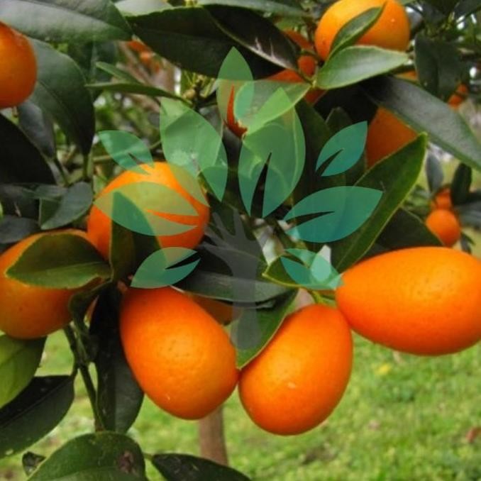 Bibit Tanaman Buah Jeruk Nagami Berbuah-jeruk Nagami Berbuah Asli PREMIUM