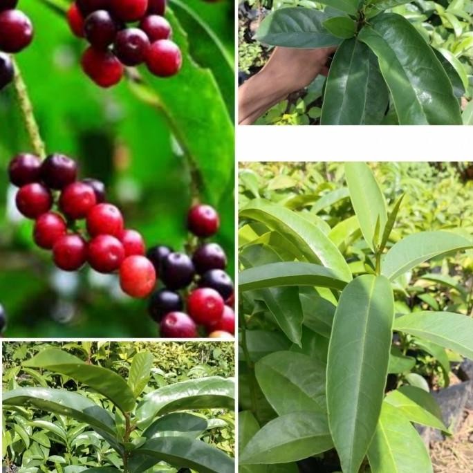 bibit pohon buah Buni huni/rujak SEGAR PREMIUM