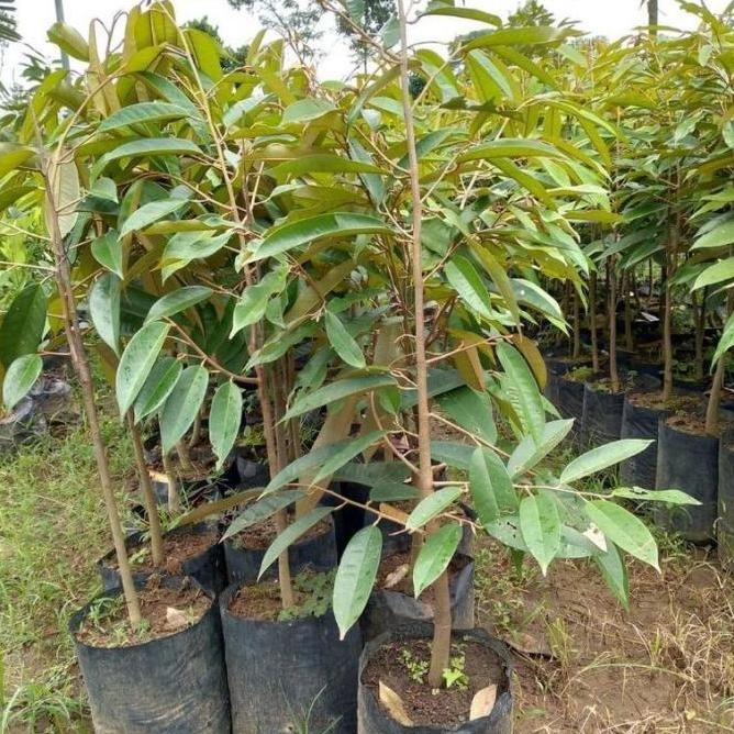 GS Bibit Tanaman Buah Durian Montong Hasil Cangkok -CPA PREMIUM